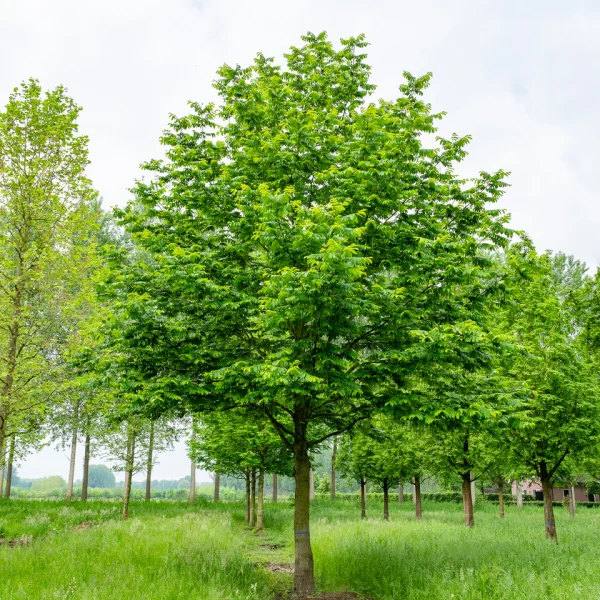 Pterocarya fraxinifolia &ndash; Caucasian wing nut