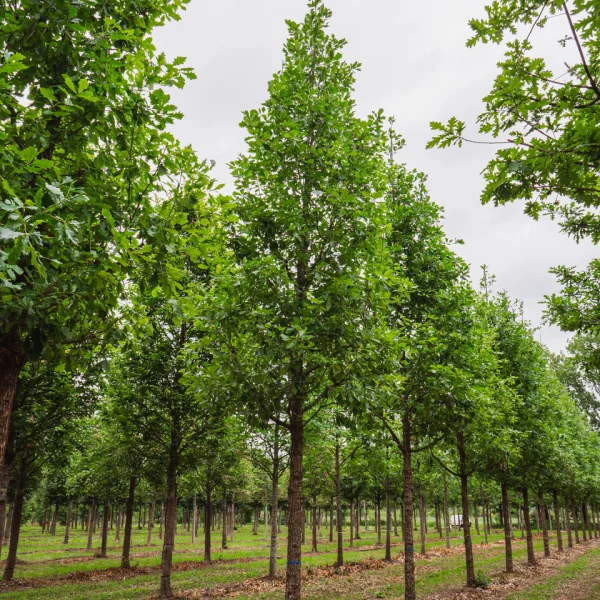 Quercus ×macdanielii HERITAGE ('Clemons') &ndash; Quercus ×macdanielii HERITAGE ('Clemons')