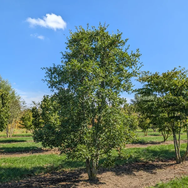 Quercus trojana &ndash; Macedonian oak