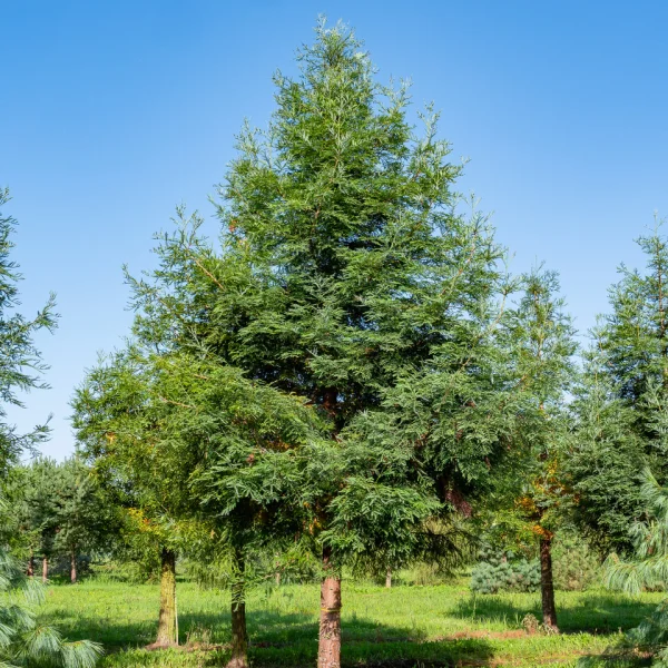 Sequoia sempervirens 'Winter Blue' &ndash; Sequoia sempervirens 'Winter Blue'