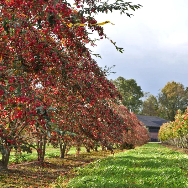 Sorbus folgneri 'Emiel' &ndash; Sorbus folgneri 'Emiel'