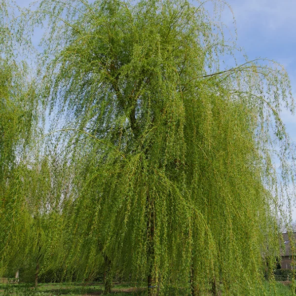 Salix ×sepulcralis 'Chrysocoma' – Salix ×sepulcralis 'Chrysocoma'