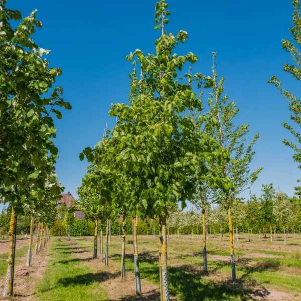 Tilia americana 'Moltkei' &ndash; Von Moltke's linden