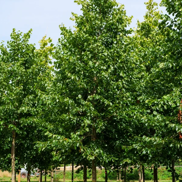 Tilia ×europaea 'Euchlora' &ndash; Crimean linden, Caucasian linden