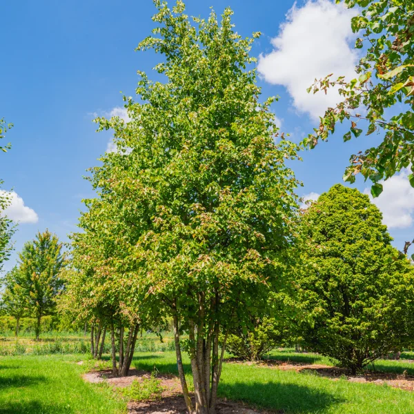 Tilia ×europaea 'Pallida' &ndash; Tilia ×europaea 'Pallida'