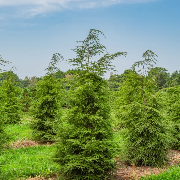Tsuga canadensis &ndash; Canadian hemlock, Eastern Hemlock