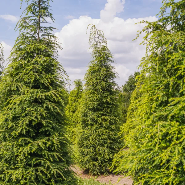 Tsuga canadensis &ndash; Canadian hemlock, Eastern Hemlock