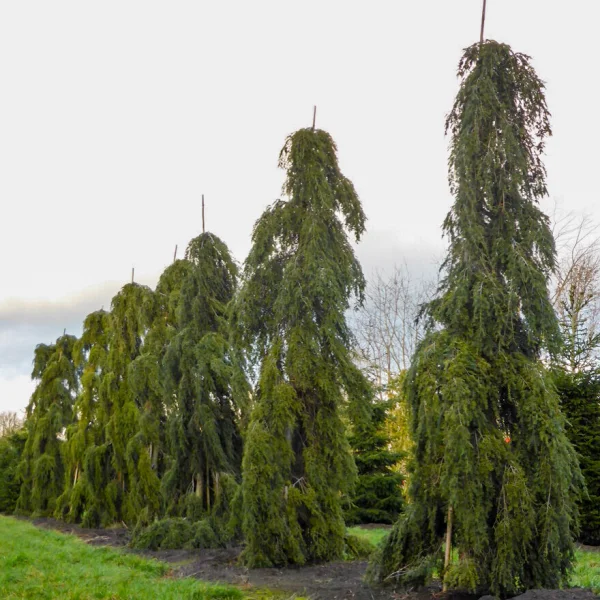Tsuga canadensis 'Pendula' &ndash; Tsuga canadensis 'Pendula'