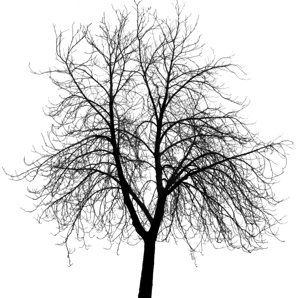 Zelkova serrata 'Pendula' – Zelkova serrata 'Pendula'